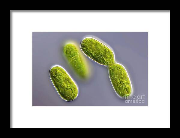 Zygnematophyceae Framed Print featuring the photograph Cylindrocystis Sp. Algae by Frank Fox/science Photo Library