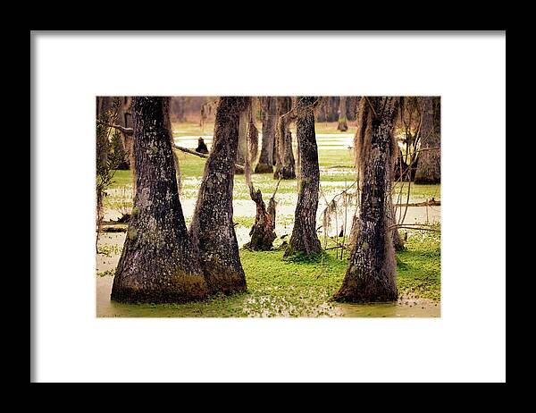 Tranquility Framed Print featuring the photograph Cypress Swamp In Spring. South by Maria Mosolova