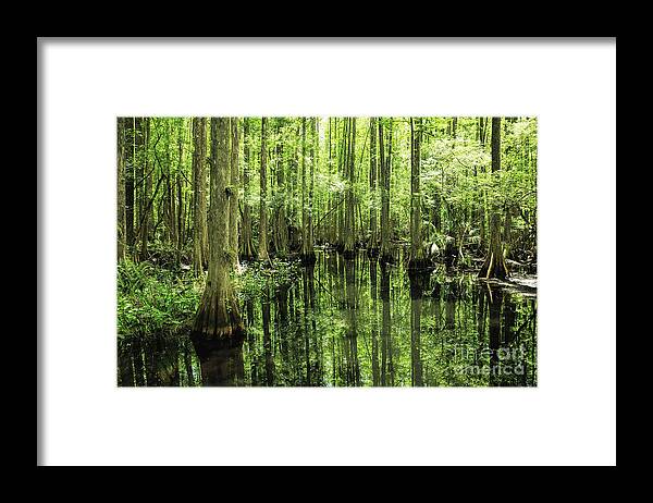 Cypress Swamp Reflections Framed Print featuring the photograph Cypress Swamp Reflections by Felix Lai
