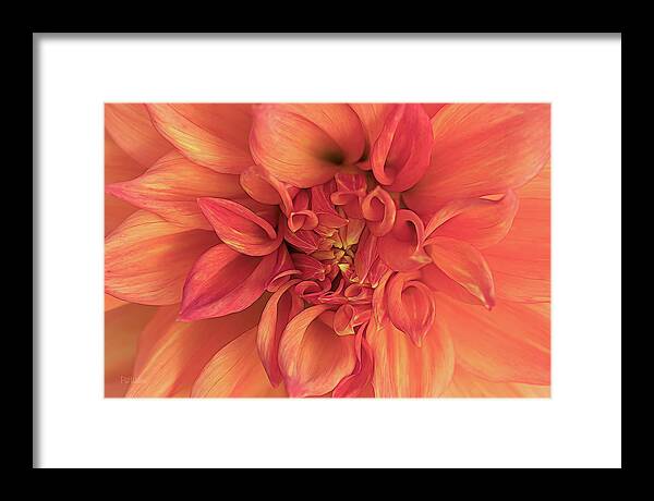 Flower Framed Print featuring the photograph Dahlia Curves by Pat Watson