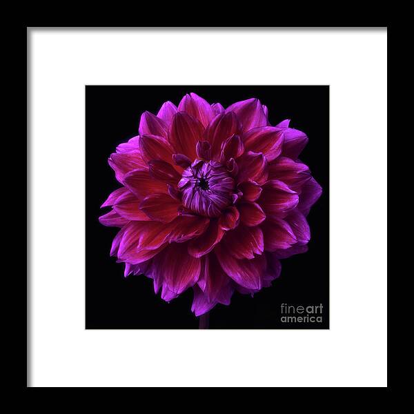 Flower Framed Print featuring the photograph Dahlia 'Purplicious' by Ann Jacobson