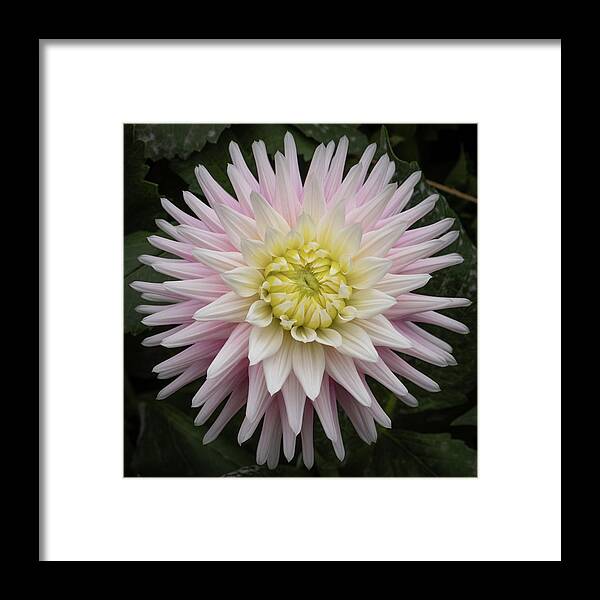 105mm Framed Print featuring the photograph Dahlia with a Spot of Yellow by Laura Macky