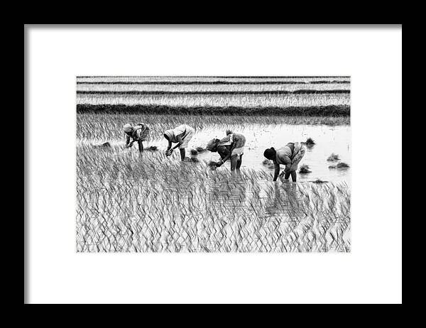 Agriculture Framed Print featuring the photograph Daily Routine by Sudipta Chakraborty