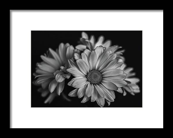  Framed Print featuring the photograph Daisies by Laura Terriere