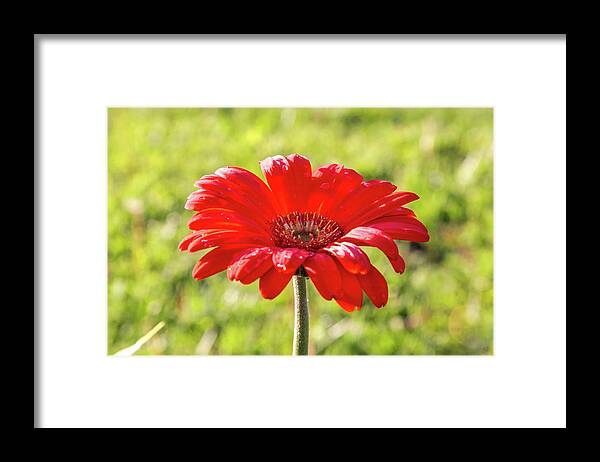 Dawn Richards Framed Print featuring the photograph Daisy in the Rain by Dawn Richards
