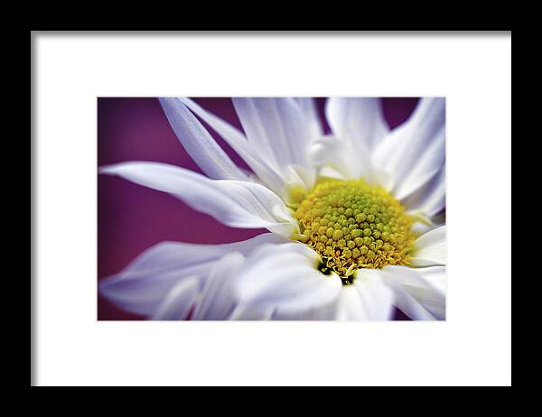 White Daisy Flower Framed Print featuring the photograph Daisy Mine by Michelle Wermuth