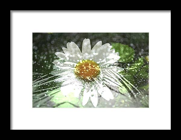 Daisy Framed Print featuring the photograph Daisy on Ice by Rich Collins