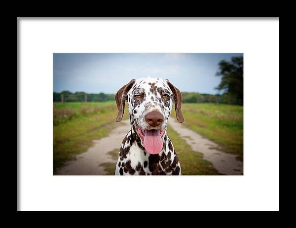 Pets Framed Print featuring the photograph Dalmatian by Carsten Schoenijahn Photography