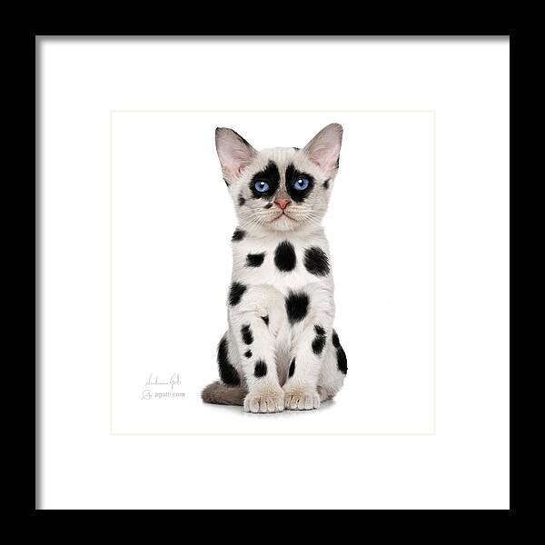 Cat Framed Print featuring the digital art Dalmatian Cat by Andrea Gatti