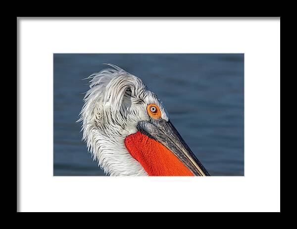 Animal Framed Print featuring the photograph Dalmatian pelican portrait - Pelecanus crispus by Jivko Nakev