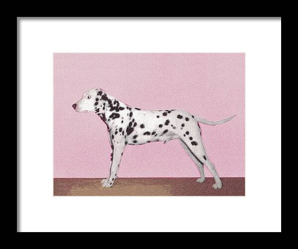 Animal Framed Print featuring the drawing Dalmation by CSA Images