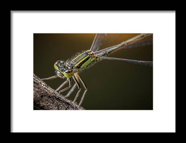 Greece Framed Print featuring the photograph Damselfly On The Diagonal by Stavros Markopoulos