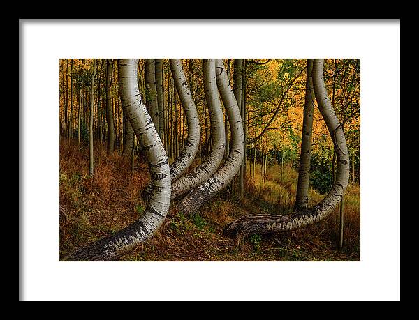 Aspens Framed Print featuring the photograph Dancing Aspens by Johnny Boyd