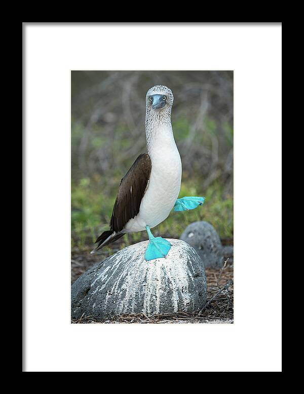 Animals Framed Print featuring the photograph Dancing Blue Footed Booby by Tui De Roy