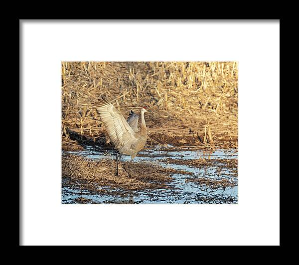 Sandhill Crane Framed Print featuring the photograph Dancing Sandhill Crane 2019-2 by Thomas Young