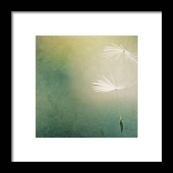 Two Objects Framed Print featuring the photograph Dandelion Seeds by Nichola Sarah