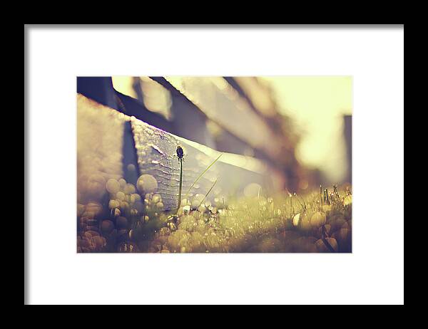 Dawn Framed Print featuring the photograph Dandelion Under Sunshine by Amber Aiken Photography