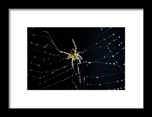 Spider Framed Print featuring the photograph Dark Kitchen by Terri Hart-Ellis