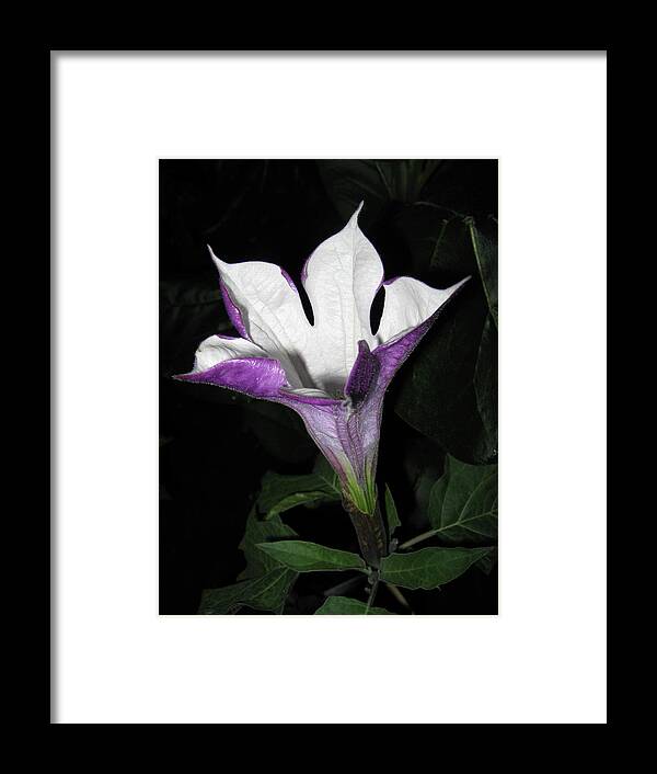 Outdoors Framed Print featuring the photograph Datura Metel by Farmer Images