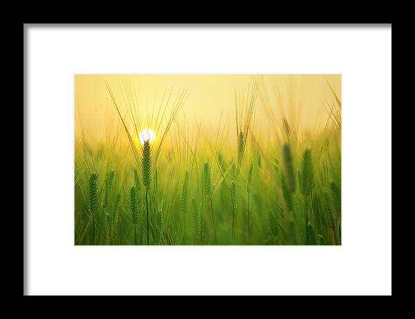 Photo Framed Print featuring the photograph Dawn at the wheat field by Top Wallpapers