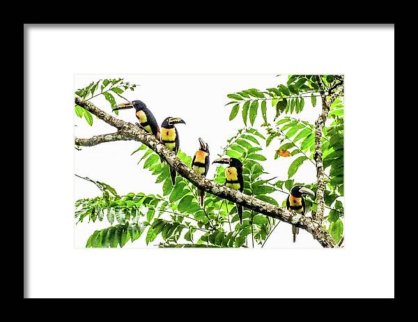 0096 Framed Print featuring the photograph Dawn Patrol by Tom and Pat Cory