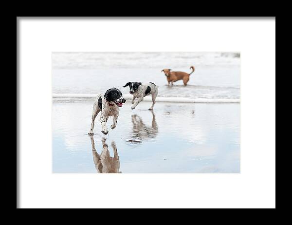 Pets Framed Print featuring the photograph Day At The Beach by Dageldog