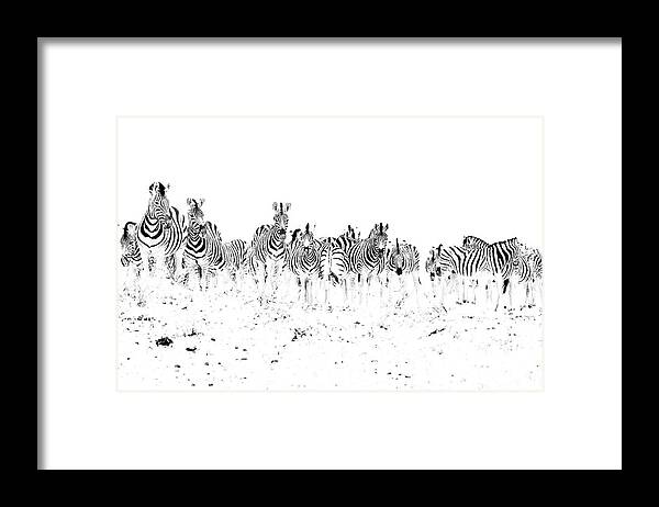 Zebra Framed Print featuring the photograph Dazzle by Hamish Mitchell