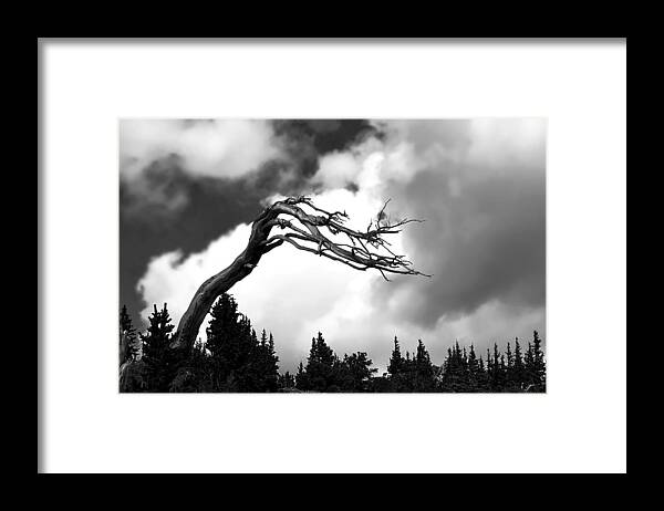 Tranquility Framed Print featuring the photograph Dead Tree by A L Christensen