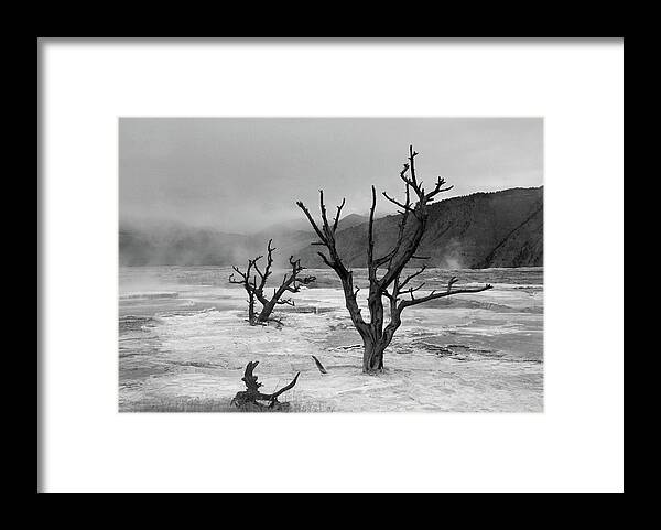 Scenics Framed Print featuring the photograph Dead Tree, Yellowstone by Gary Koutsoubis