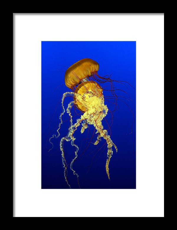 Vancouver Framed Print featuring the photograph Deadly Dance by Alain Turgeon