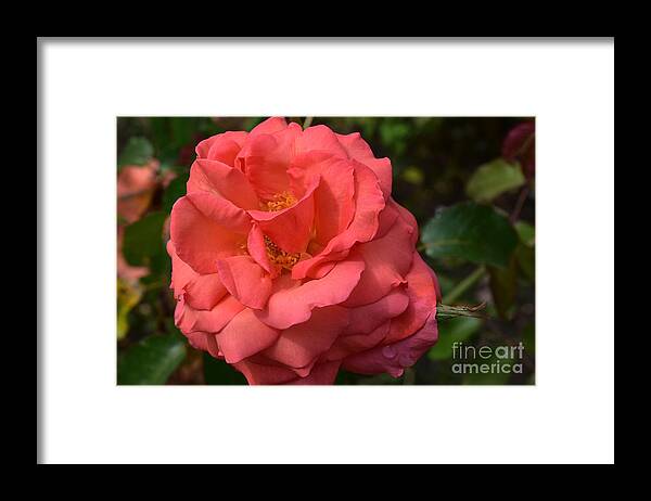 Rose Framed Print featuring the photograph Deep Coral Floribunda Rose by Yvonne Johnstone