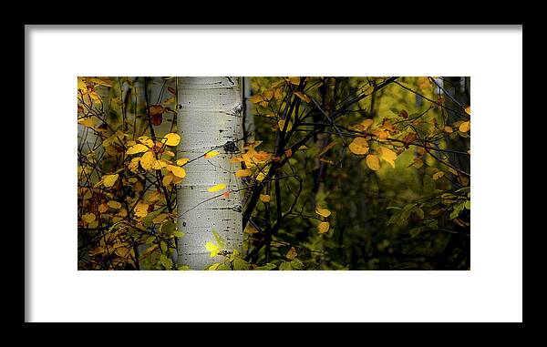 Aspen Trees Framed Print featuring the photograph Deep in the Woods by The Forests Edge Photography - Diane Sandoval