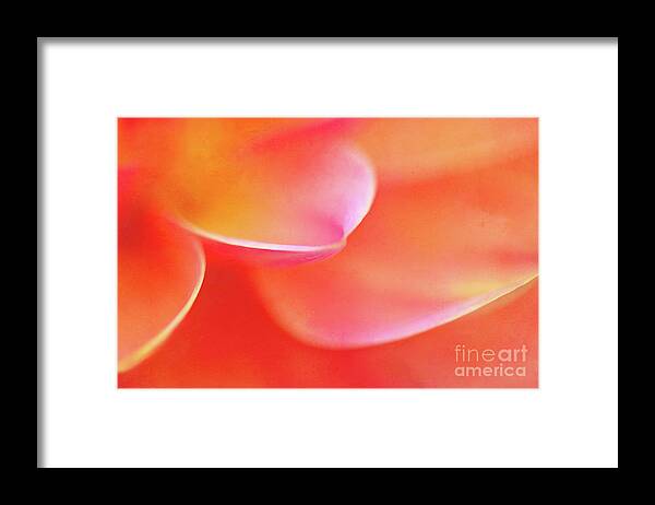 Orange Dahlia Framed Print featuring the photograph Delicate Dahlia Petals by Anita Pollak