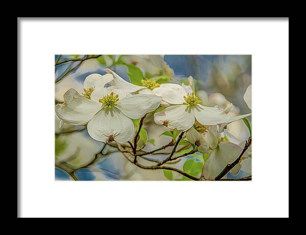 Dogwood Blossoms Framed Print featuring the photograph Delicate Dogwoods by Marcy Wielfaert