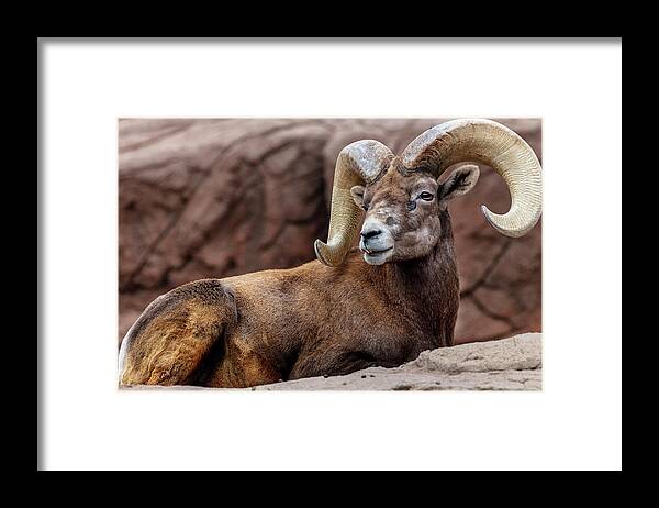 Arizona Framed Print featuring the photograph Desert Bighorn Sheep Ram At The Arizona by Chuck Haney