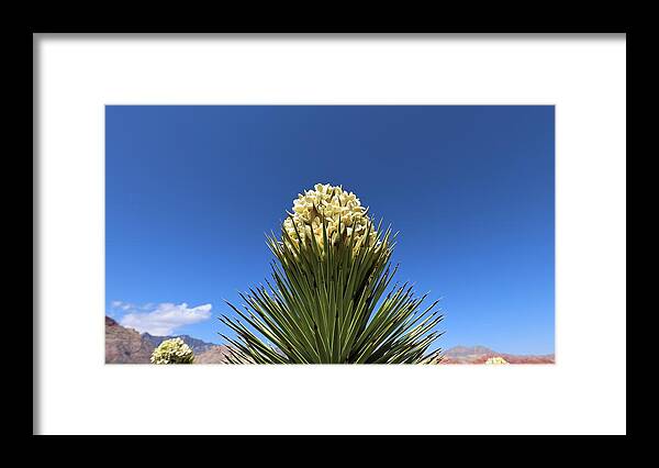 Yucca Brevifolia Framed Print featuring the photograph Desert Bloom by Maria Jansson