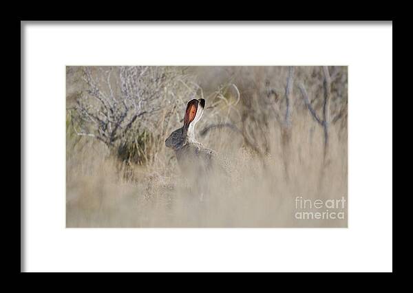 Desert Rabbit Framed Print featuring the photograph Desert Bunny by Robert WK Clark