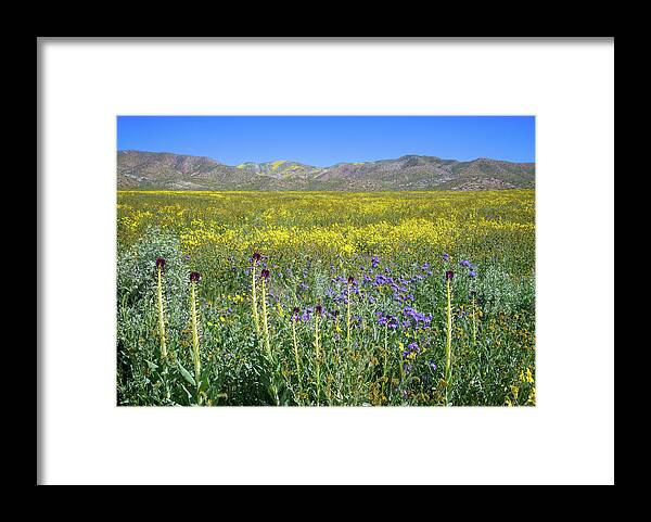 Carrizo Plain Framed Print featuring the photograph Desert Candles on the Carrizo - Superbloom 2017 by Lynn Bauer