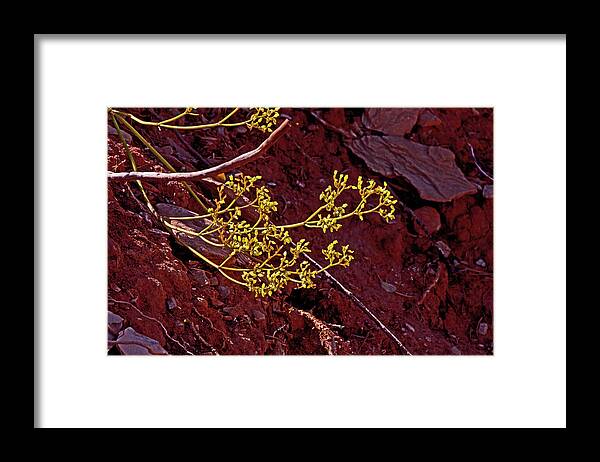 Desert Flower Red Rock Framed Print featuring the photograph Desert flower red rock, yellow flowers Kanab Thomas Trail by David Frederick