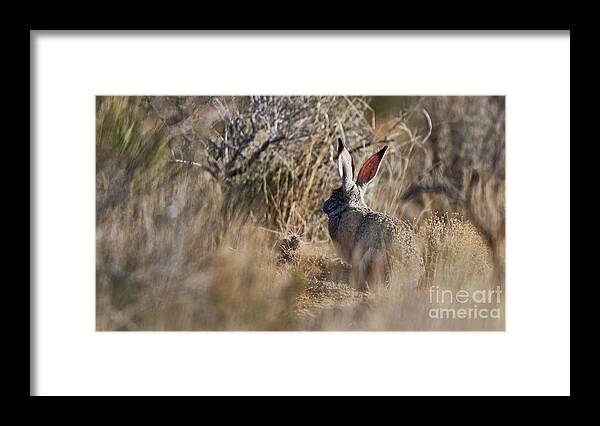 Desert Rabbit Framed Print featuring the photograph Desert Hare by Robert WK Clark