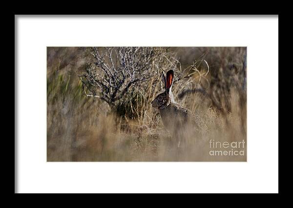 Desert Rabbit Framed Print featuring the photograph Desert Rabbit by Robert WK Clark