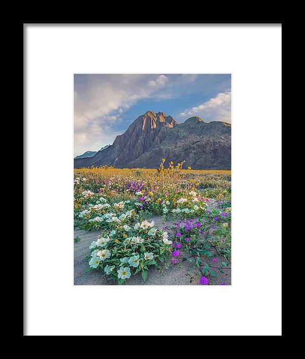 00568193 Framed Print featuring the photograph Desert Sand Verbena, Desert Sunflower, And Desert Lily Spring Bloom, Anza-borrego Desert State Park, California by Tim Fitzharris