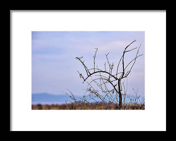 New Mexico Desert Framed Print featuring the photograph Desert Still Life by Robert WK Clark