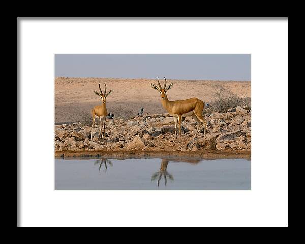 Gazella
Animal
Two 
Couple
Desert
Nature
Wild
Wildlife
Water Framed Print featuring the photograph Desert Time by Guy Wilson