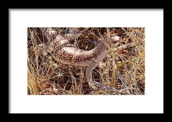 Animals Framed Print featuring the photograph Desert Iguana in the Wild by Judy Kennedy