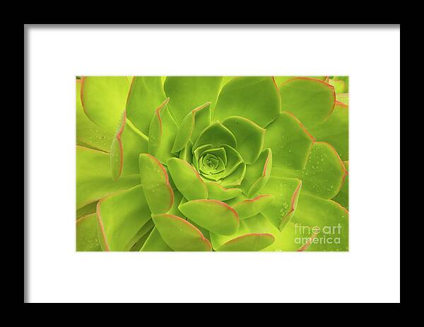 Aloe Framed Print featuring the photograph Detail Of A Fresh Green Succulent Plant With Pure Raindrops On Its Colorful Leaves by Andreas Berthold