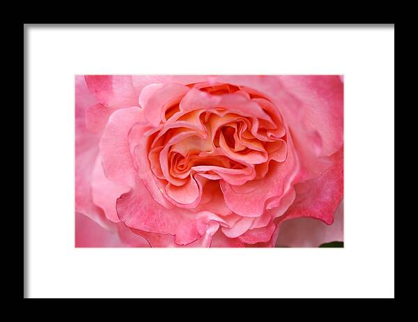 Flowerbed Framed Print featuring the photograph Detail Of A Pink Rose Flower by Schnuddel