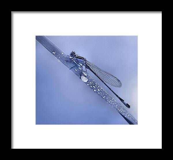 Nature Framed Print featuring the photograph Dew Bubbles... by Thierry Dufour