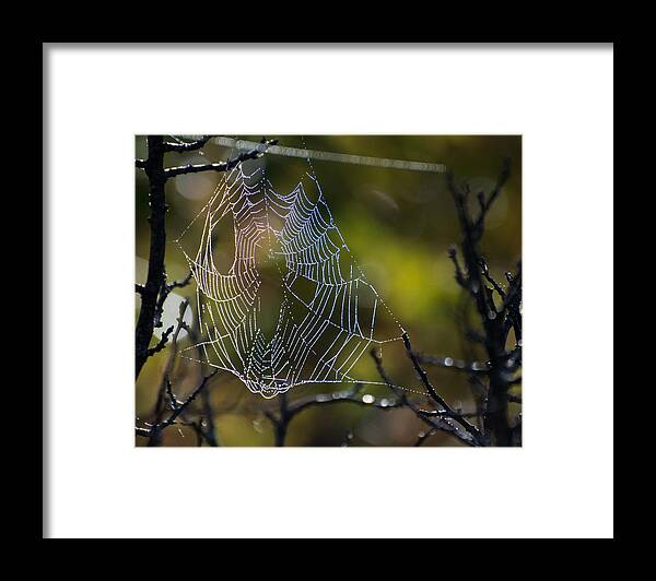 Spider Framed Print featuring the photograph Dew Drop In by Linda Bonaccorsi