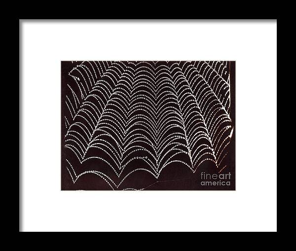 Spider's Web Framed Print featuring the photograph Dew On A Spider's Web by Metropolitan Museum Of Art/science Photo Library